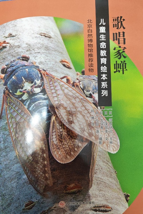 兒童生命教育繪本系列歌唱家蟬
