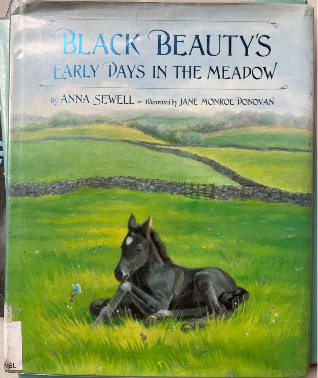 Black beauty's early days in the meadow