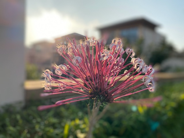 可愛(ài)的花兒
