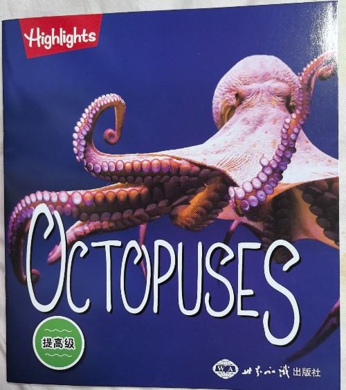 Octopus