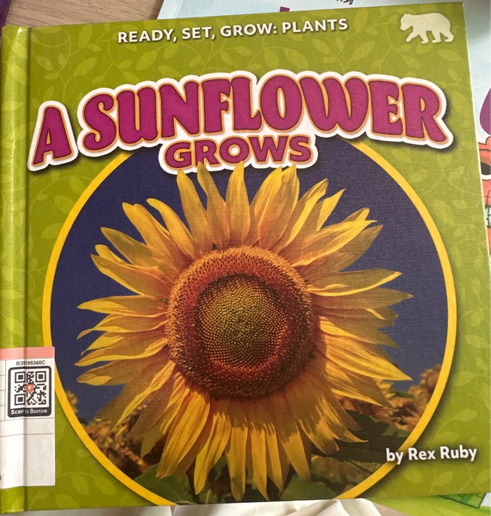 A sunflower grows
