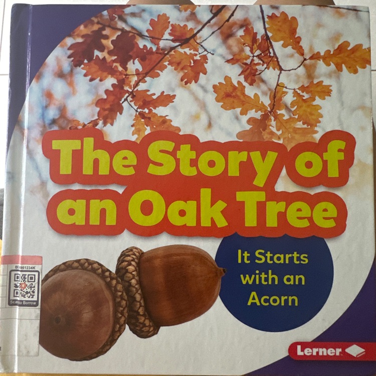 The story of an oak tree