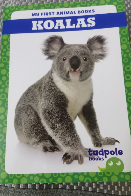 koalas