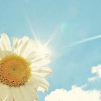 posy
