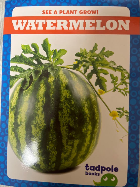 Watermelon