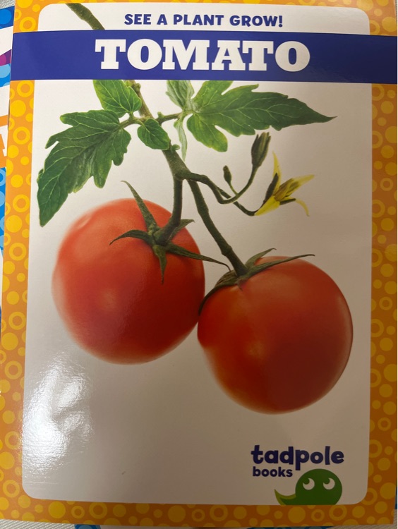 Tomato