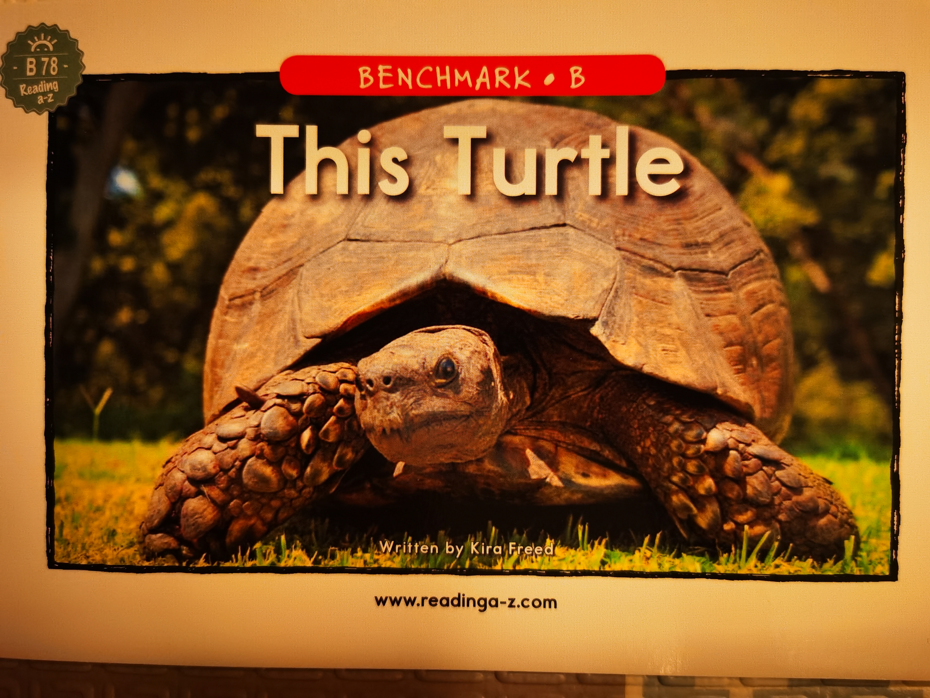 RAZ－B78 The Turtle