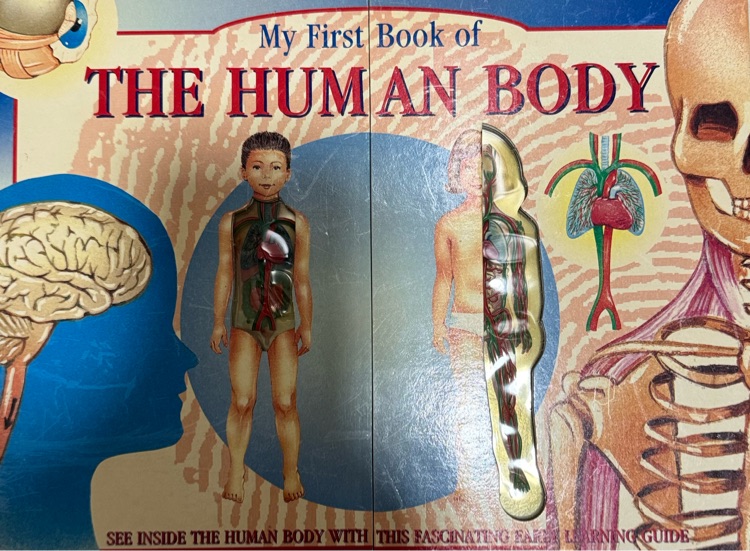 My First Book of the Human Body