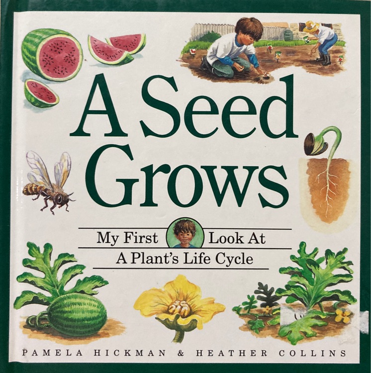 A seed grows