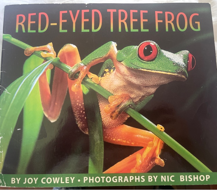 Red-eyed Tree Frog