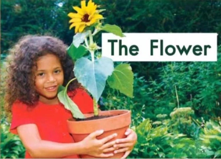 Heinemann Gk-23: The Flower