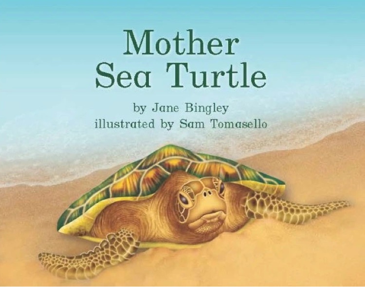 Heinemann G2-39: Mother Sea Turtle