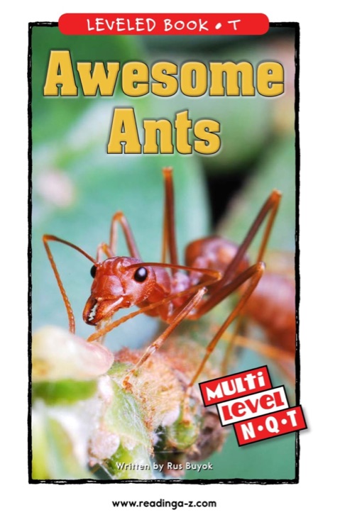Awesome Ants (RAZ N)