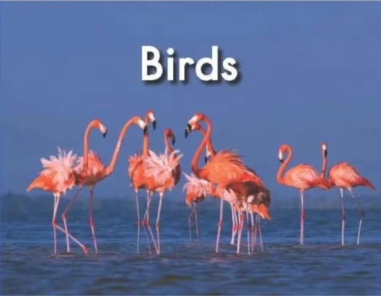 Heinemann Gk-37: Birds