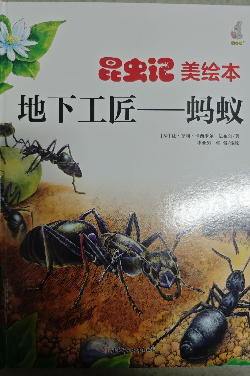 地下工匠——螞蟻