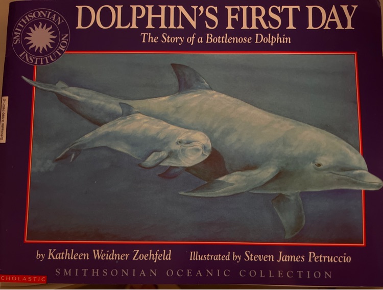 dolphin's first day