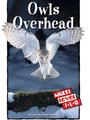Owls Overhead (Raz I)