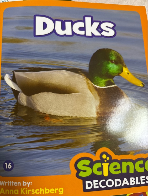 Ducks