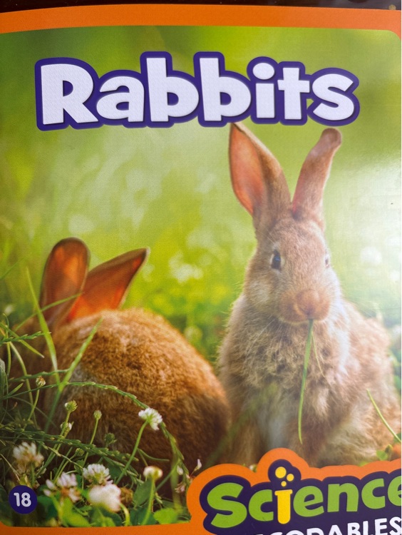 Rabbits