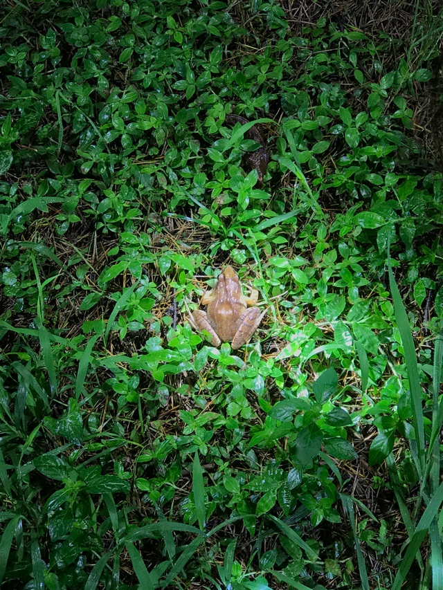 尋訪雨夜精靈 —