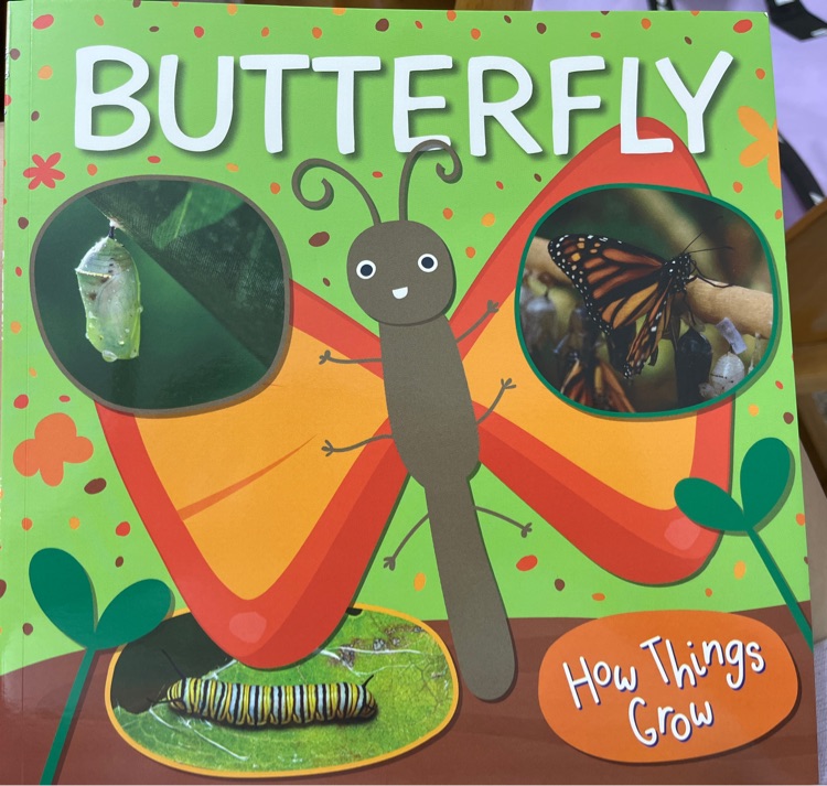 Butterfly