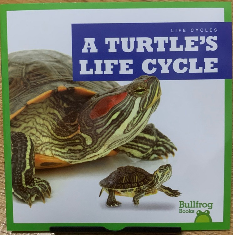 a turtle's life cycle
