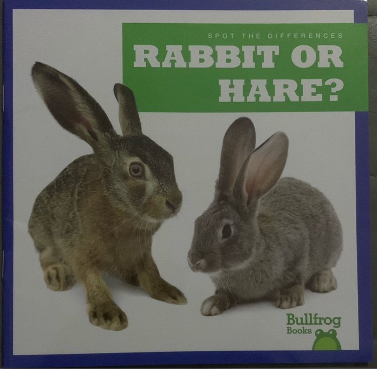 rabbit or hare