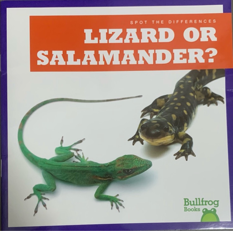 lizard or salamander