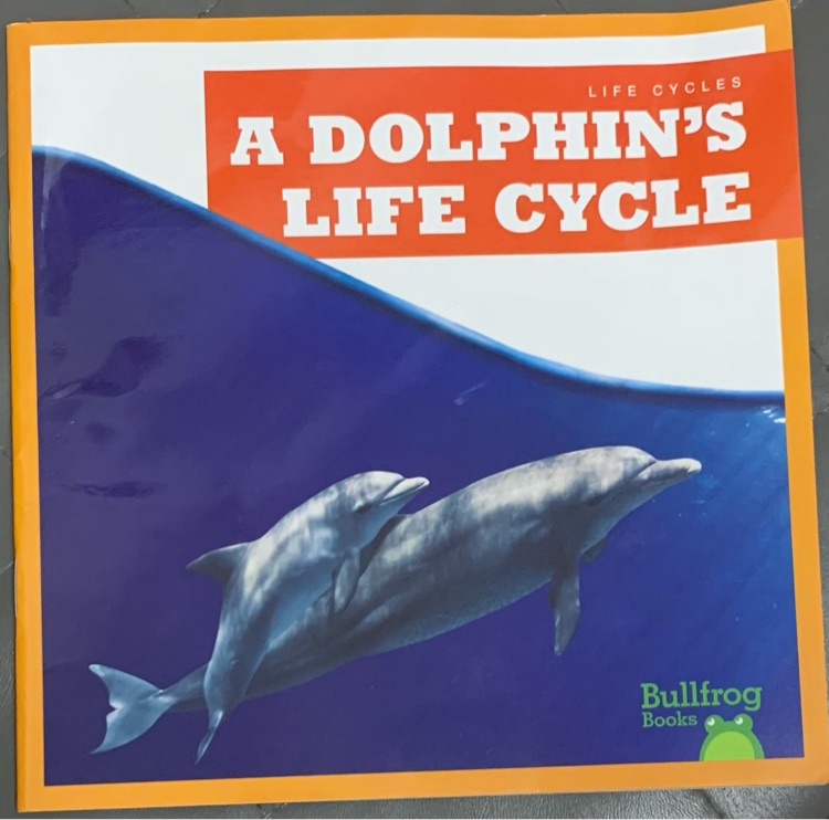 a dolphin's life cycle