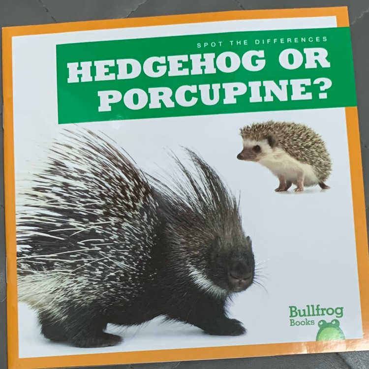 Hedgehog or Porcupine