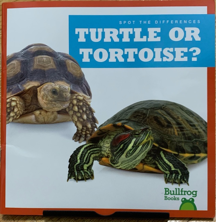 Turtle or tortoise