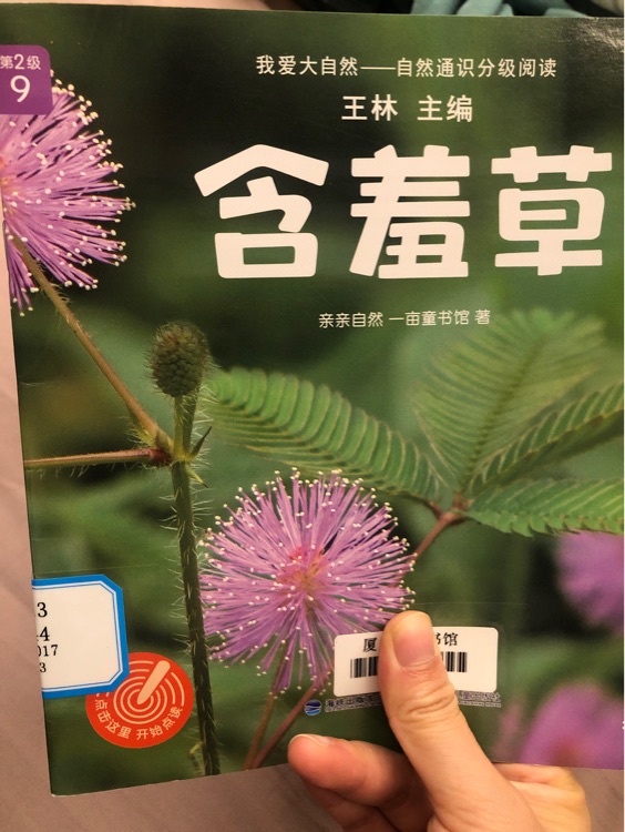 含羞草