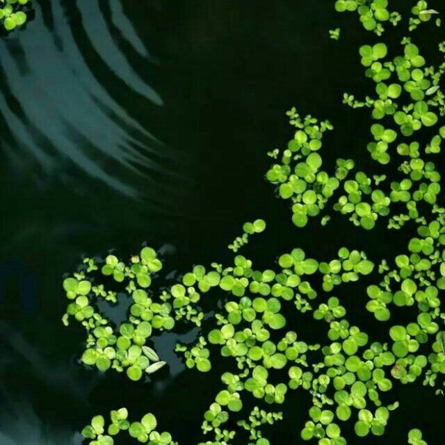 朱立明