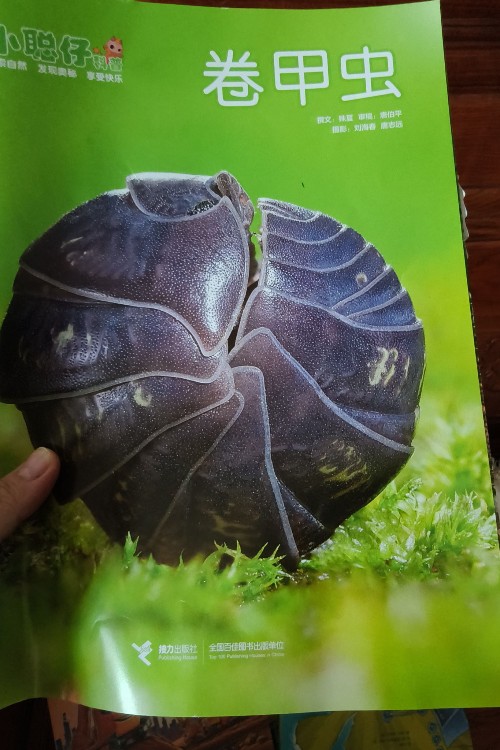 小聪仔 卷甲虫