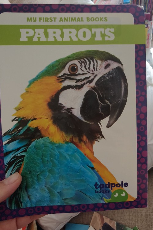 jump parrots