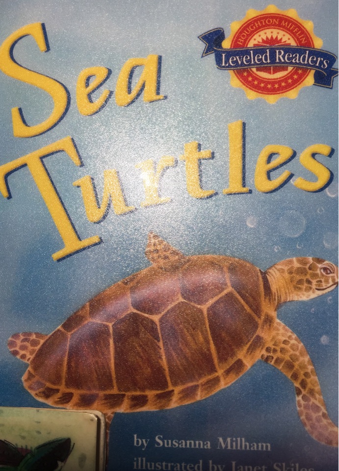 sea turtles