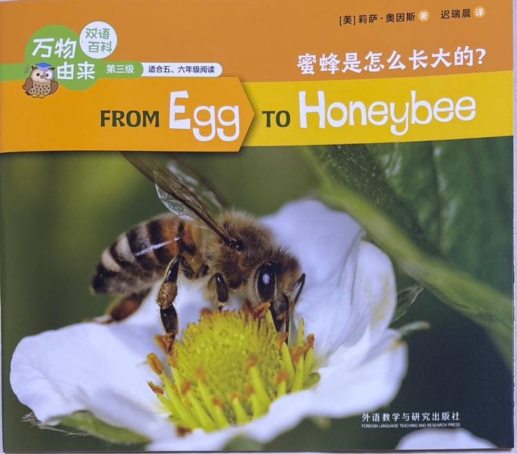 from egg to honeybee