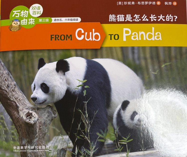 from cub to panda