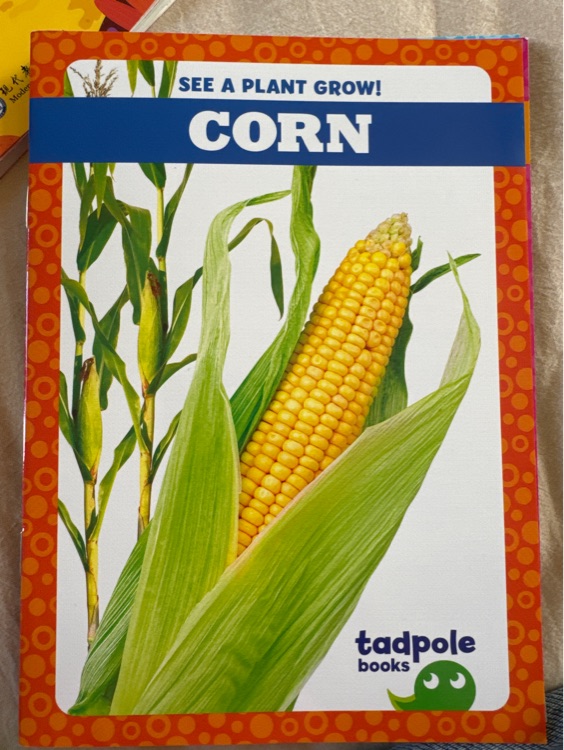 Corn