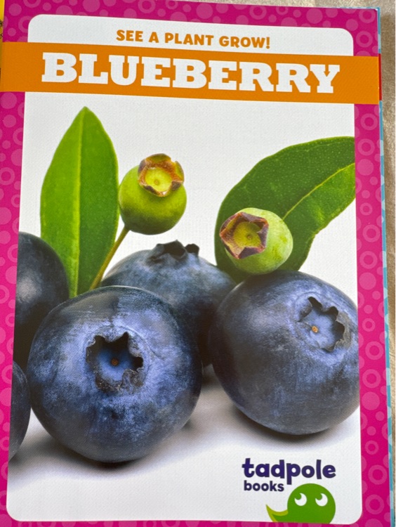 Blueberry