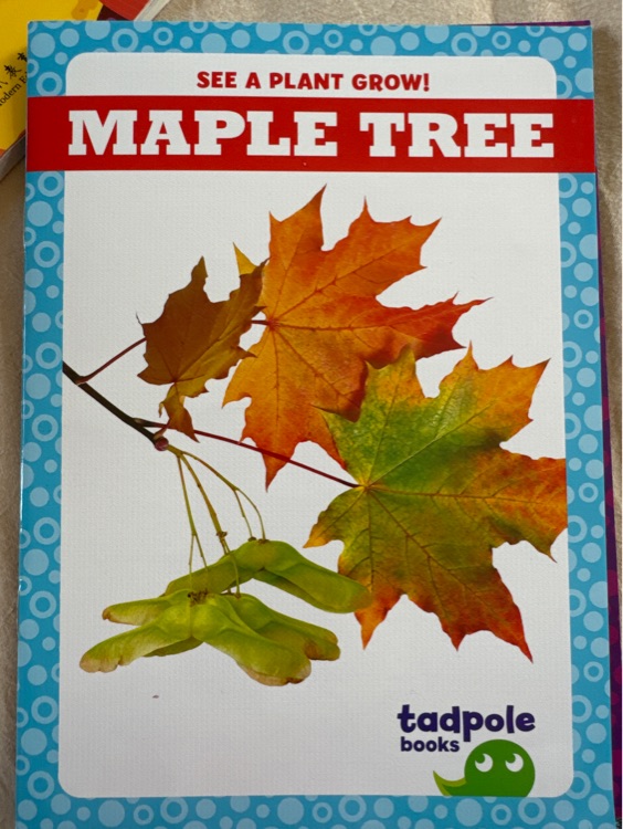 Maple tree