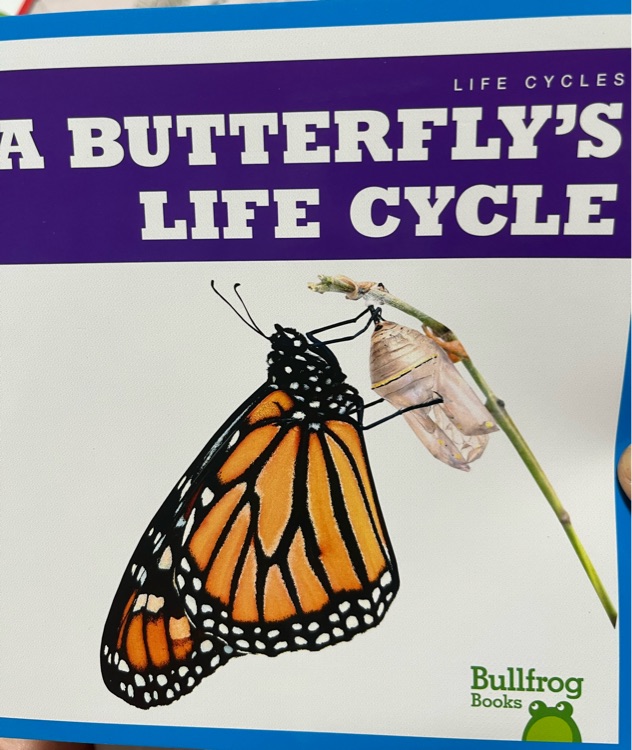 A butterfly's life cycle