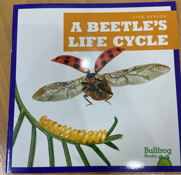 A beetle's life cycle