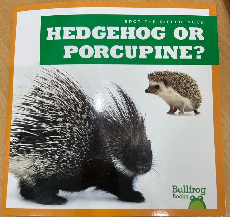 Hedgehog or porcupine