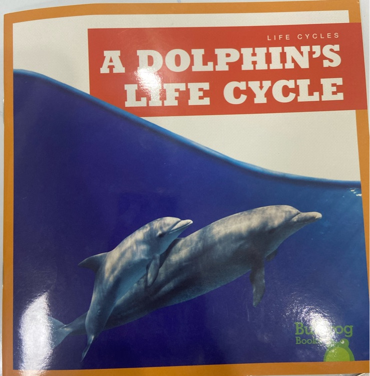 A dolphin's life cycle