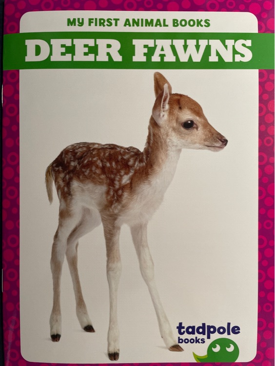 Deer fawns