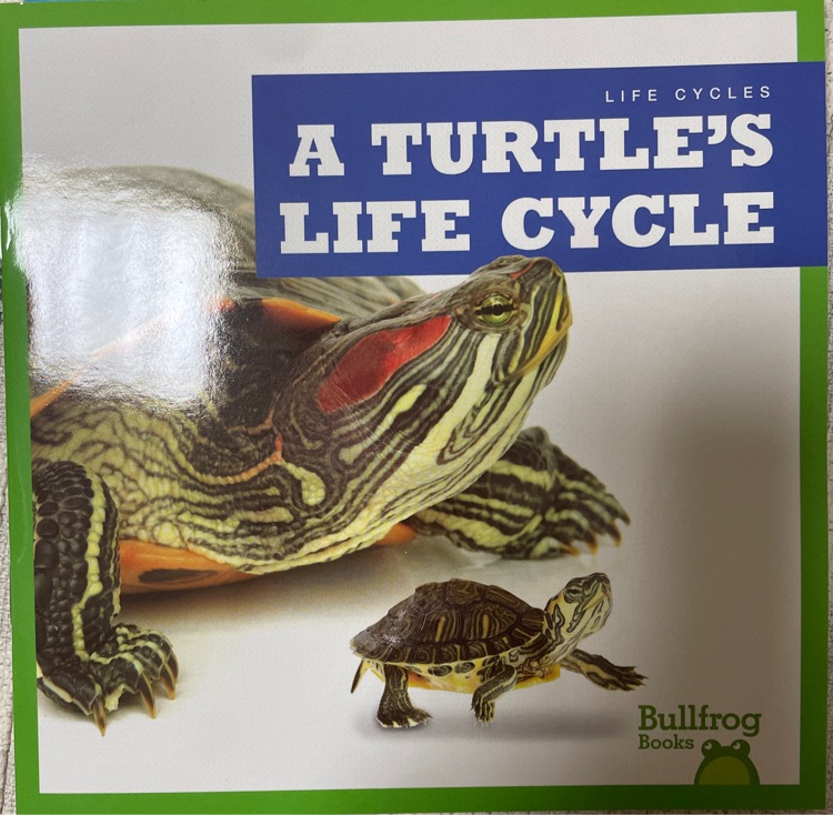 A turtle's life cycle