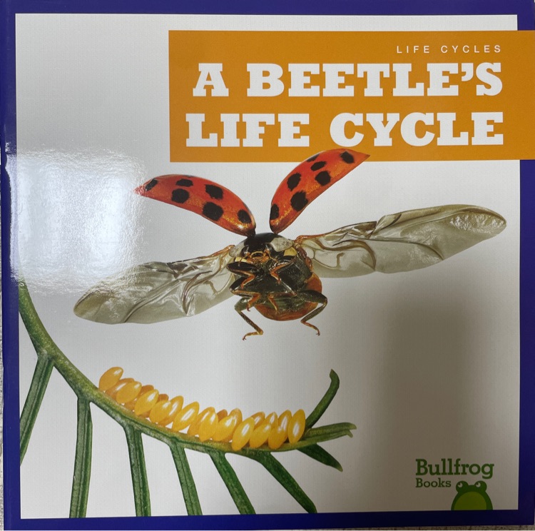 A beetle's life cycle