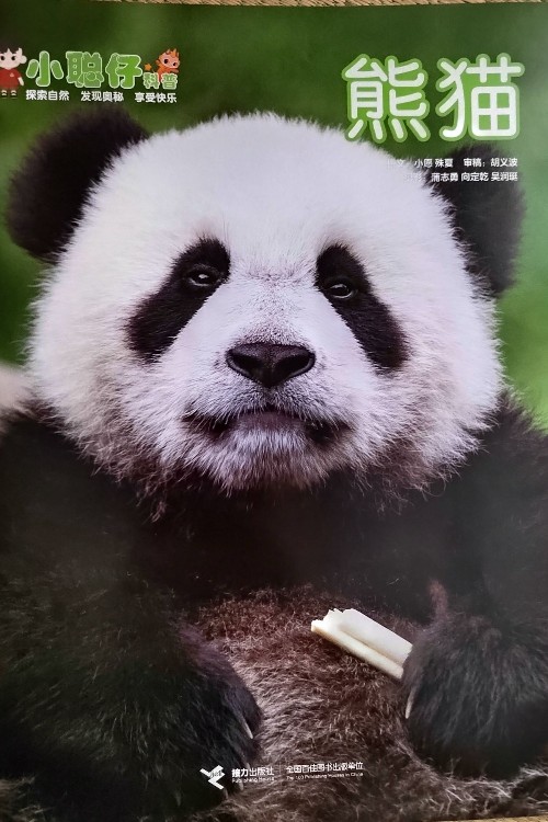 小聰仔科普-熊貓