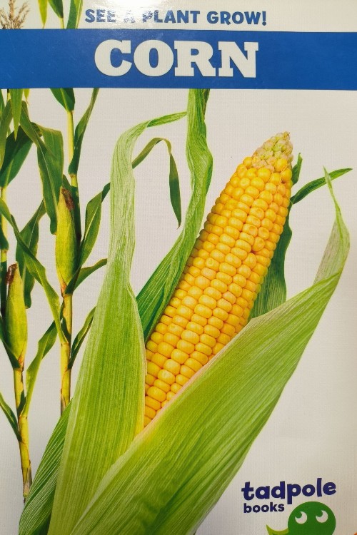 corn